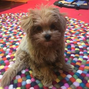 Meet your Posher, Rayah